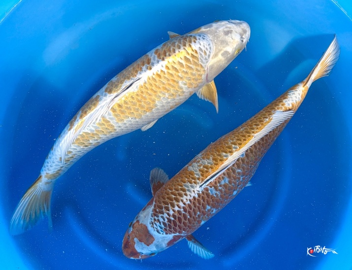  (丸誠養鯉場)
