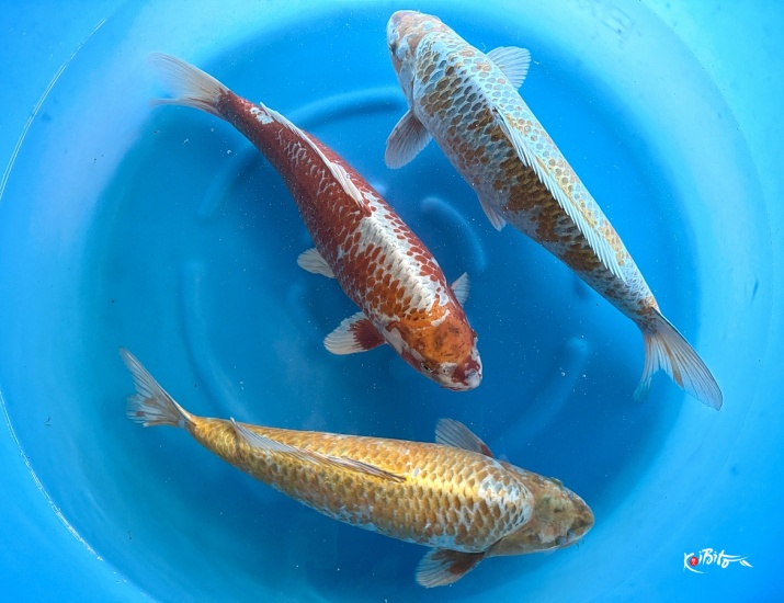  (丸誠養鯉場)