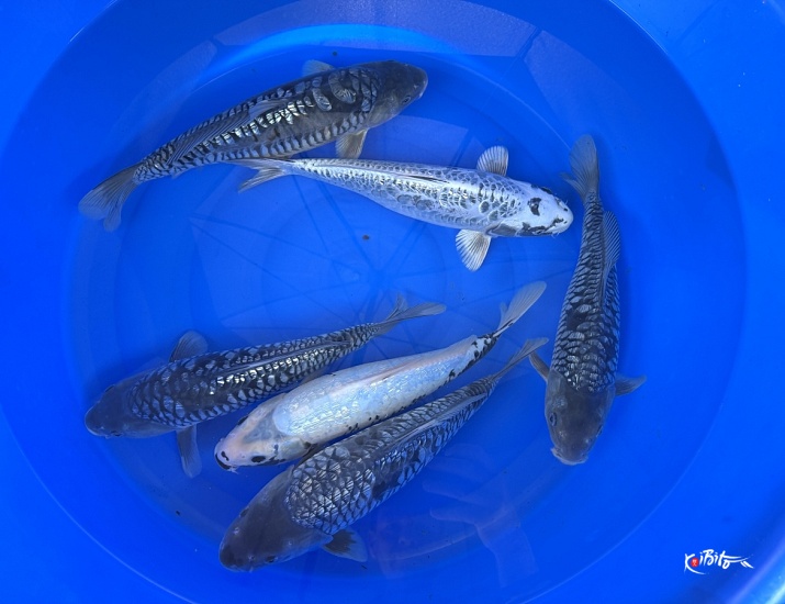  (高達養鯉場)