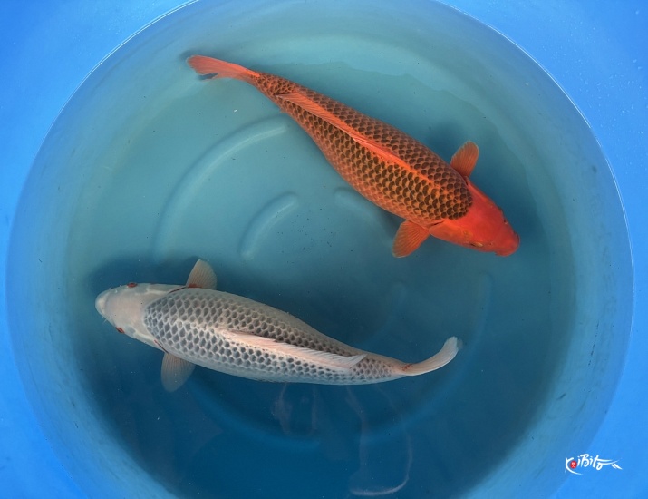  (丸誠養鯉場)