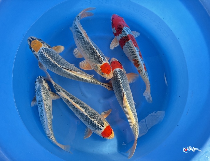  (宮寅養鯉場)