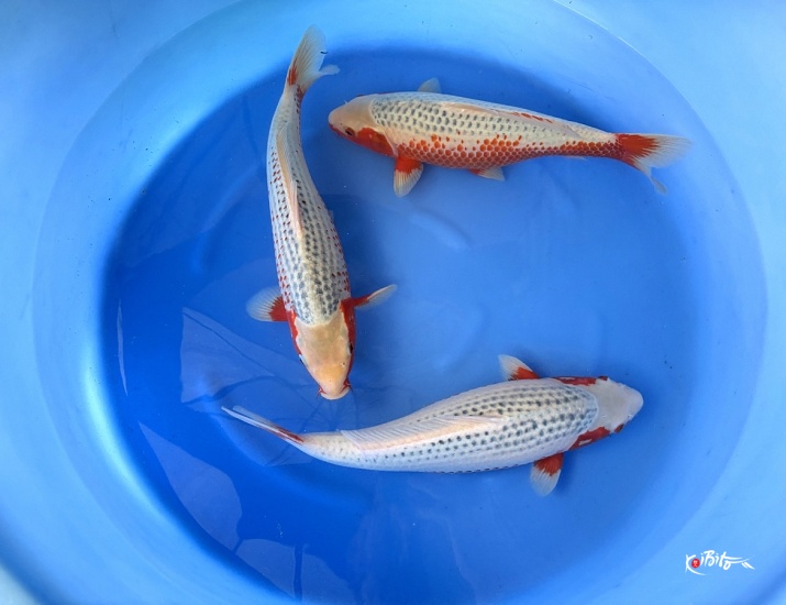  (細海養鯉場)