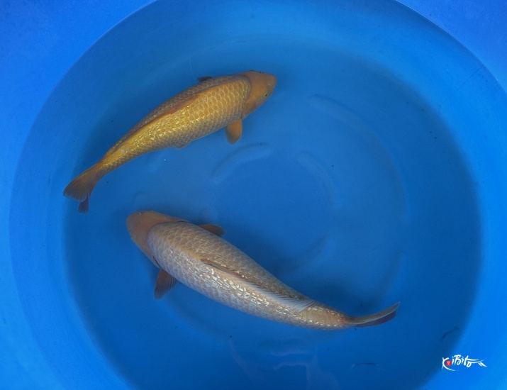  (大日養鯉場)