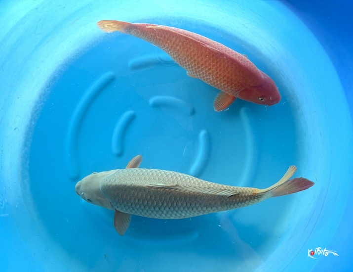  (丸誠養鯉場)