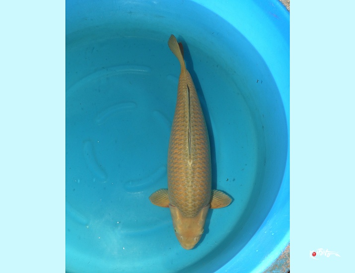  (丸誠養鯉場)