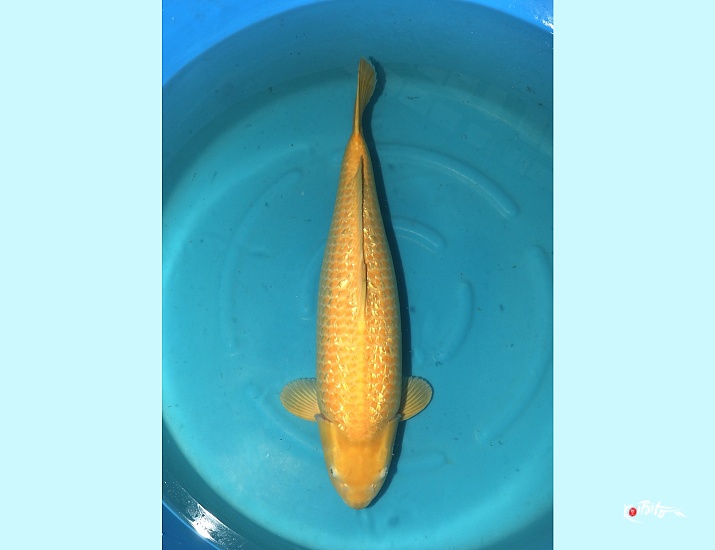  (丸誠養鯉場)