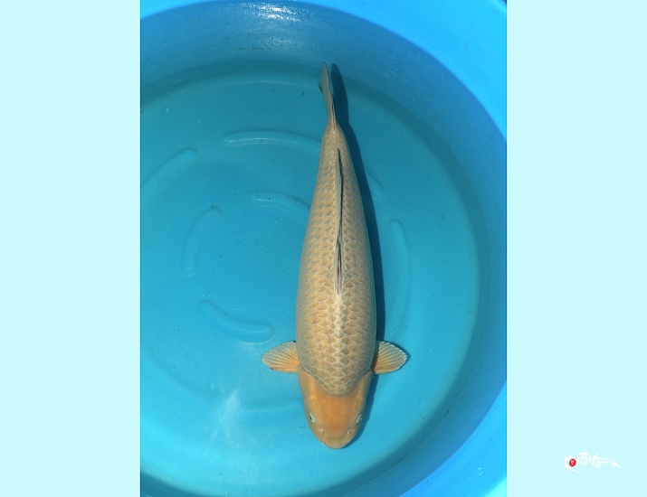  (丸誠養鯉場)