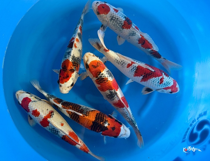  (かんの養鯉場)