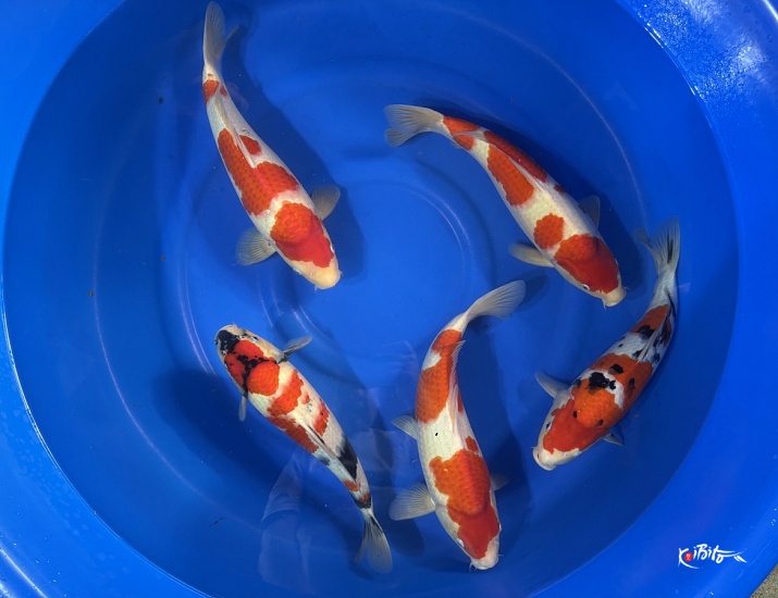  (丸重養鯉場)