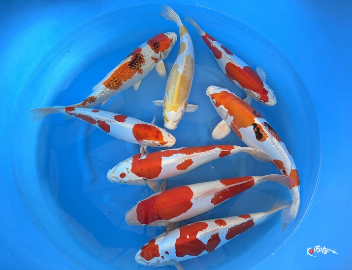  (丸坂養鯉場)