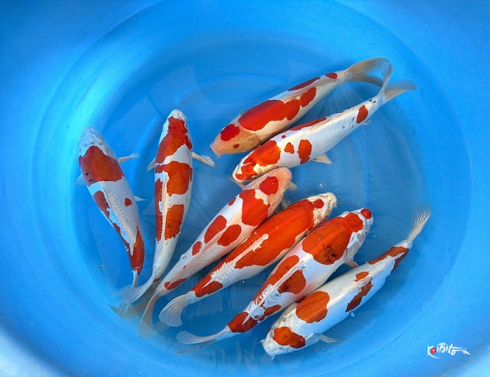  (丸坂養鯉場)