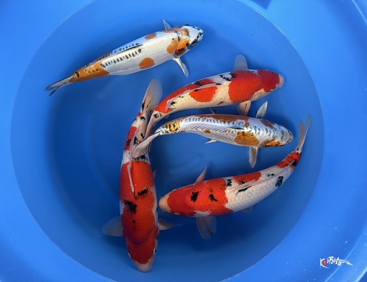  (弥源治養鯉場)