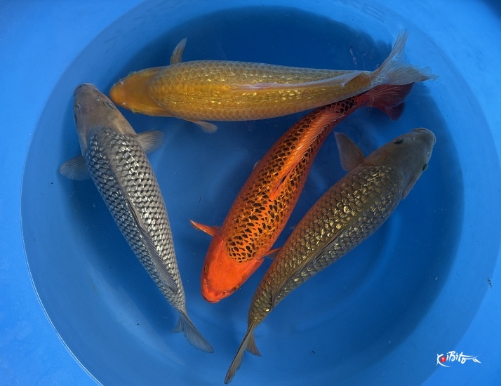  (丸博養鯉場)