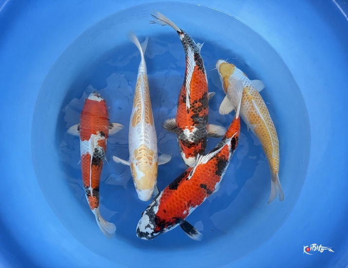  (田中養鯉場（山和）)