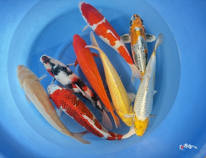  (丸博養鯉場)