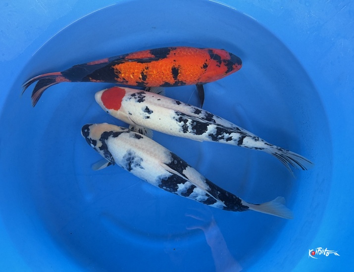  (尾形養鯉場)