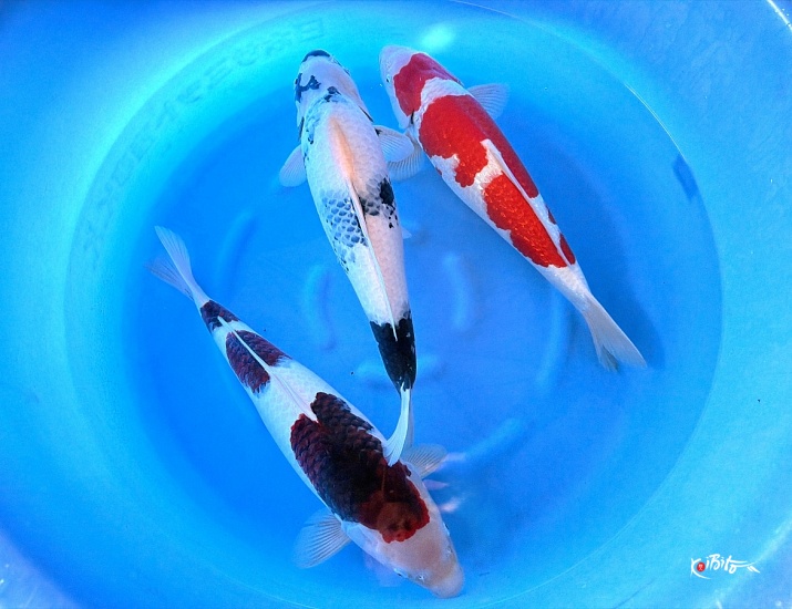  (尾形養鯉場)