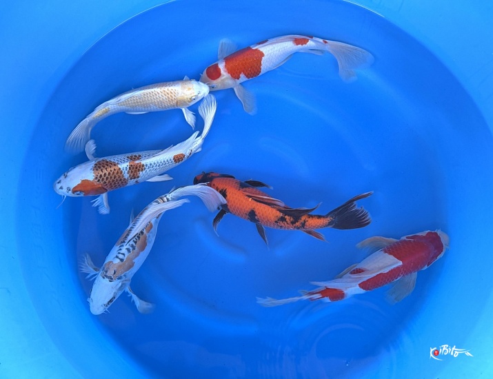  (須田養鯉園)