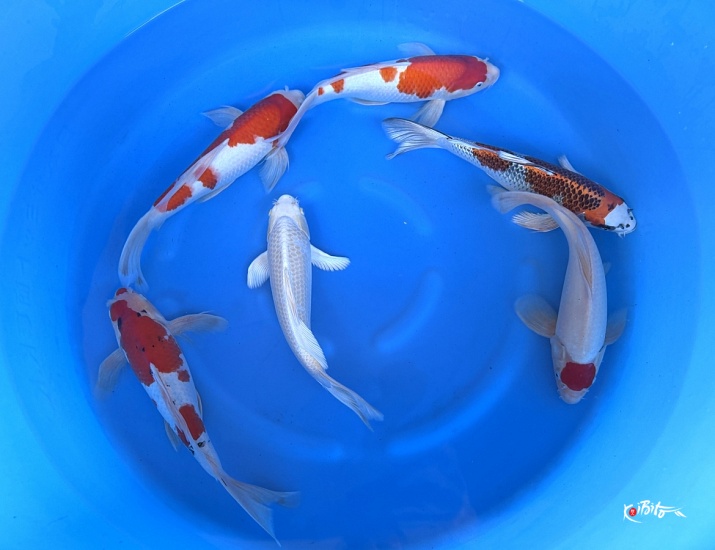  (須田養鯉園)